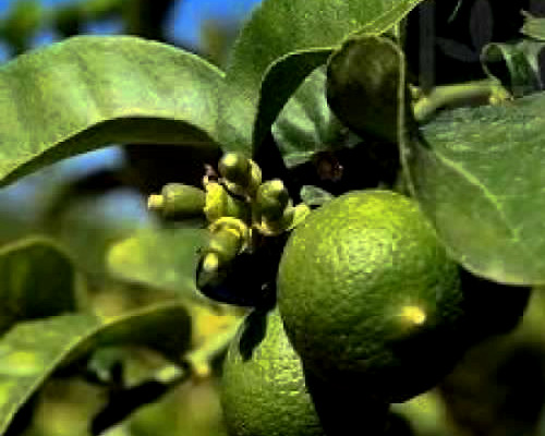 Productos Frutales