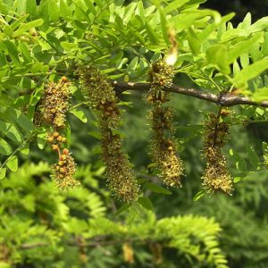 Acacia 3 espinas