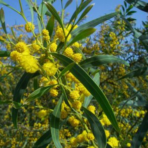 Acacia saligna