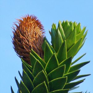Araucaria chilena