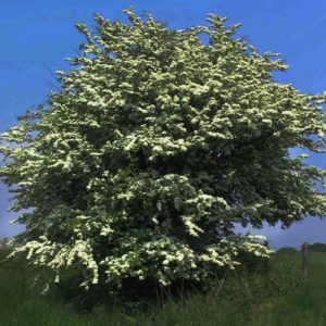 Crataegus