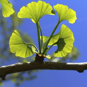 Ginko biloba