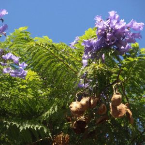 Jacaranda mimosifolia