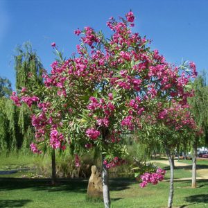 Laurel de flor
