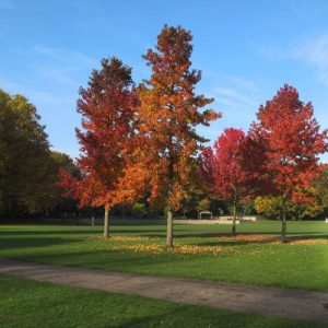 Liquidambar