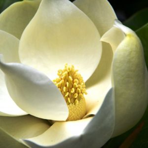 Magnolio grandiflora