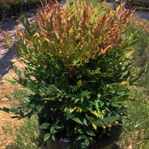 Nandina