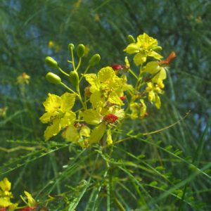 Parquinsonia