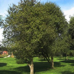 Patagua
