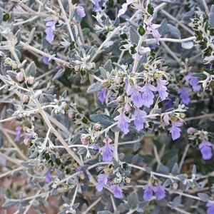 Trenium
