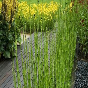 Equisetum