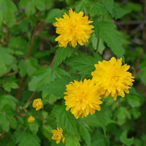 Kerria japonica