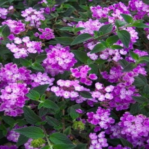 Lantana rastrera