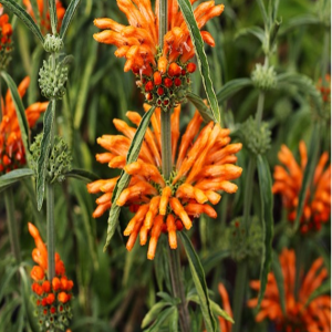 Leonotis