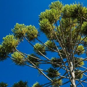 Araucaria brasileña