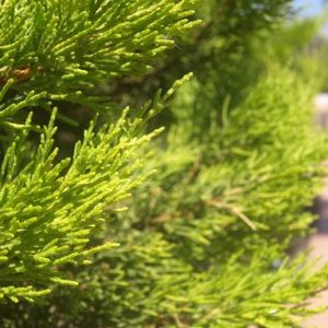 Ciprés Macrocarpa