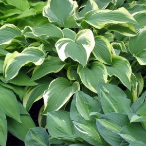 Hosta
