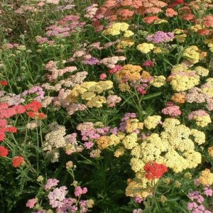 Achillea.