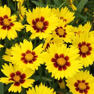 Coreopsis Sun Kiss
