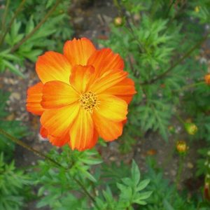 Cosmos
