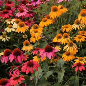 Echinacea