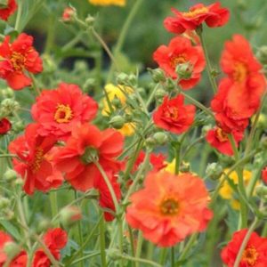 Geum