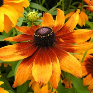 Rudbequia