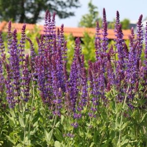 Salvia nemorosa
