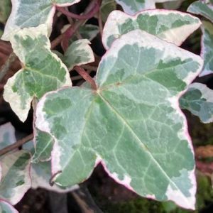 Hiedra variegada