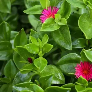 Aptenia