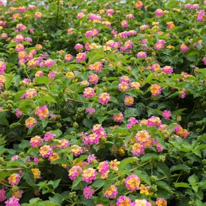 Lantana arbustiva